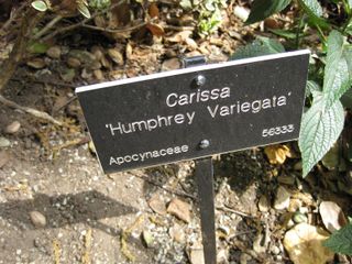 File:320px-IMG 5125 hunt0904.jpg