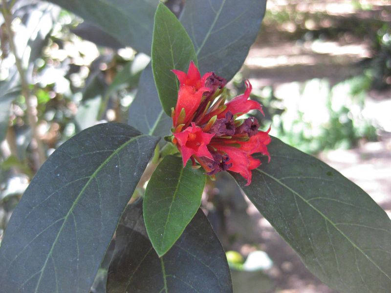 File:800px-IMG 1948 hunt09oct.jpg