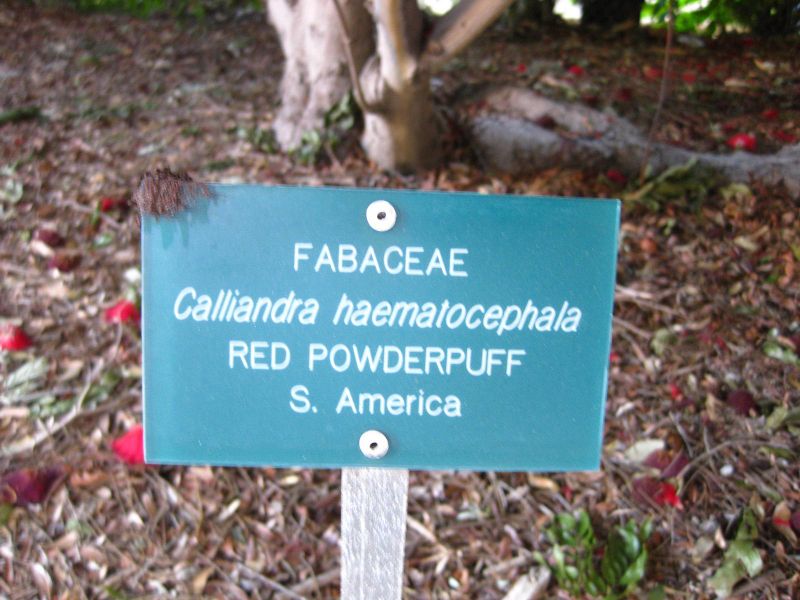 File:800px-IMG 2370 ucla09.jpg