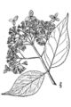 File:80px-Hydrangea cinerea.jpg