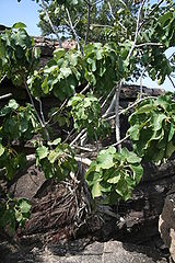 File:160px-Ficus abutilifolius MS 10385.jpg