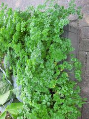 File:180px-IMG 0403 nybg09.jpg