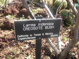 File:320px-IMG 2461 hunt0903.jpg