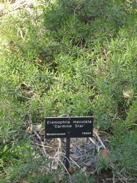 File:450px-Eremophila maculata-carmine star-IMG 0692 hunt07.jpg