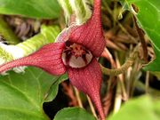 File:180px-Asarum caudatum Wild Ginger.jpg