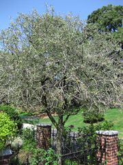 File:180px-IMG 0327 nybg09.jpg