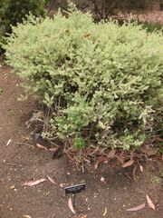 File:180px-IMG 7209 hunt09jun.jpg