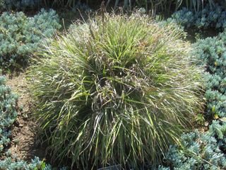 File:320px-IMG 2378 hunt0903.jpg