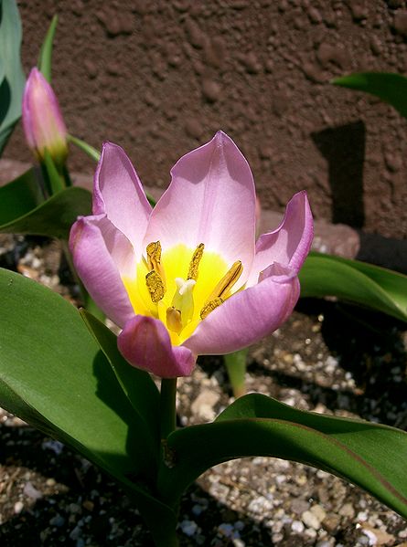 File:445px-Tulipa bakeri 'Lilac Wonder'1.jpg