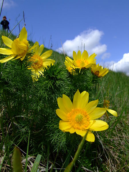 File:450px-Adonis vernalis, Ponidzie, spring 2007.jpg