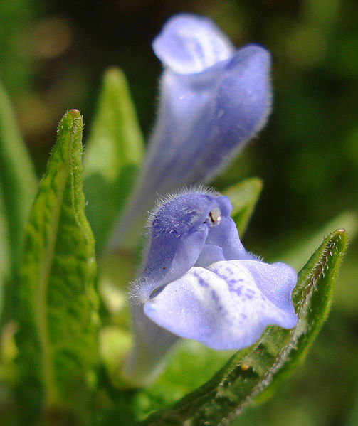 File:503px-Scutellaria galericulata W.jpg