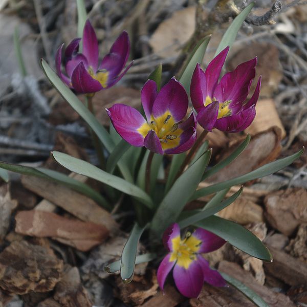File:600px-Tulipa humilis Persian Pearl1.jpg