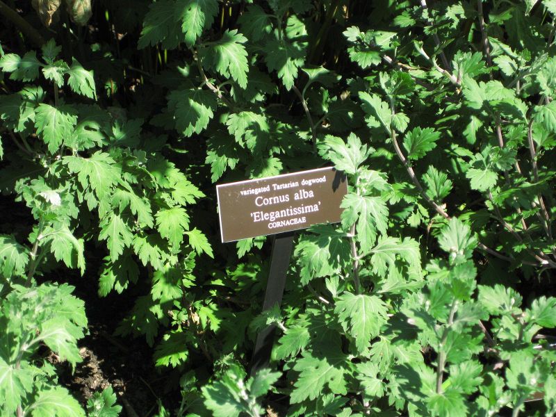 File:800px-IMG 0154 nybg09.jpg