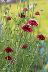 File:160px-Scabiosa atropurpurea.jpg