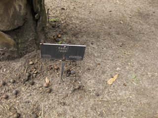 File:320px-IMG 4114 hunt0904.jpg