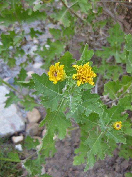 File:450px-IMG 1955 hunt09oct.jpg