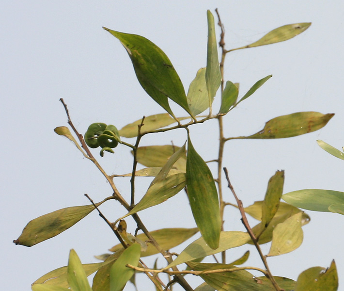 File:Leaves with fruit pod at canopy in Kolkata W IMG 4579.jpg