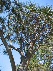 File:180px-Aloe bainesii-IMG 0261 hunt07.jpg