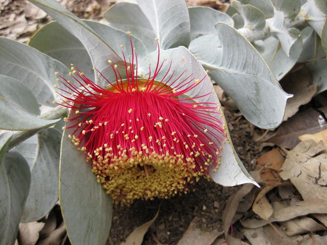 File:640px-IMG 4874 hunt0904.jpg