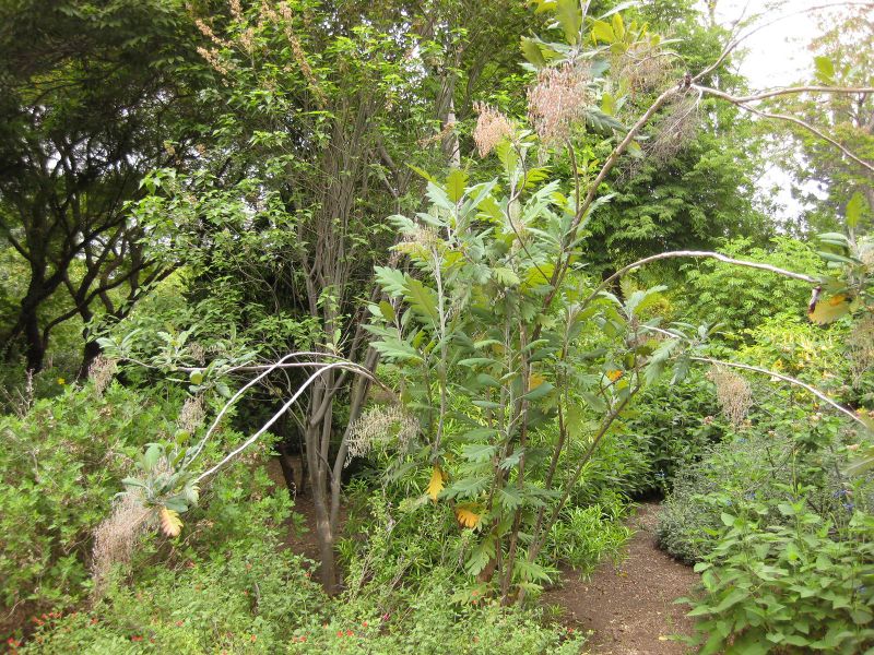 File:800px-IMG 7037 hunt09jun.jpg