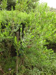 File:180px-IMG 6894 hunt09jun.jpg