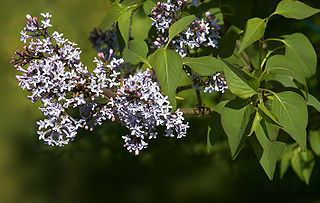 File:320px-Syringa reflexa A.jpg