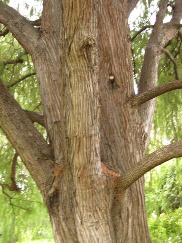 File:360px-IMG 6916 hunt09jun.jpg