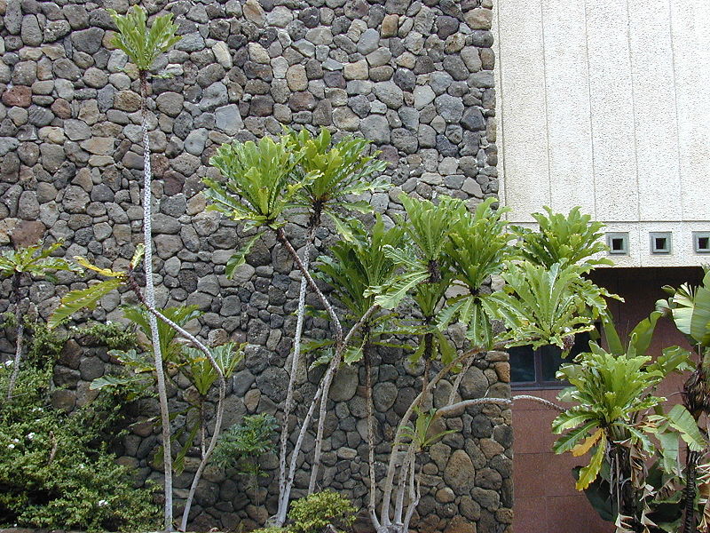 File:800px-Starr 010820-0015 Ficus pseudopalma.jpg