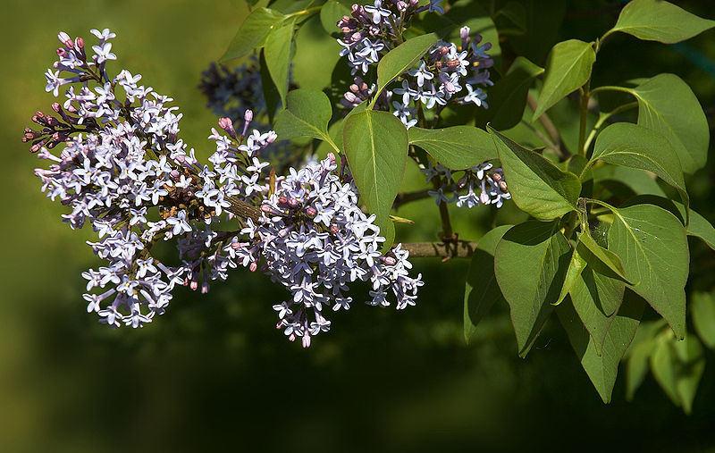 File:800px-Syringa reflexa A.jpg