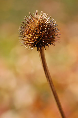 File:319px-Purple Coneflower Echinacea purpurea Dried Flower Shallow 2000px.jpg