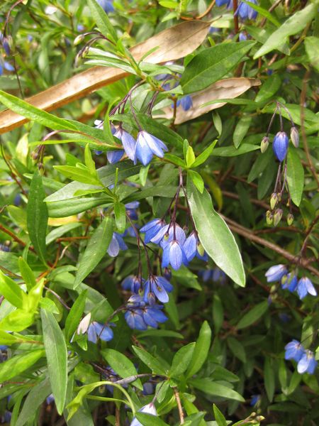 File:450px-IMG 7257 hunt09jun.jpg