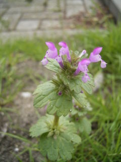 File:240px-Lamium amplexicaule plant.jpg