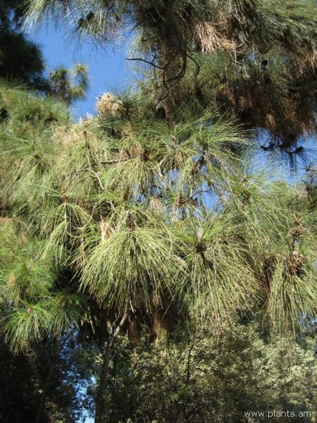 File:450px-Pinus canariensis-IMG 0636 hunt07.jpg