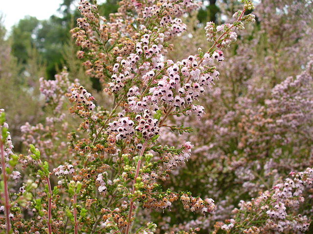 File:640px-Erica sparsa.jpg