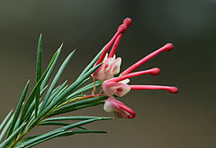 File:240px-Grevillea rosmarinifolia.jpg