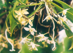 File:250px-Thrixspermum saruwatarii 01.jpg