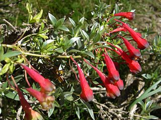 File:320px-Tropaeolum tricolor (1).jpg