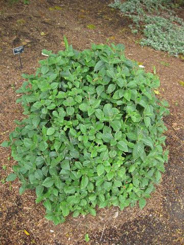 File:360px-IMG 5032 hunt0904.jpg