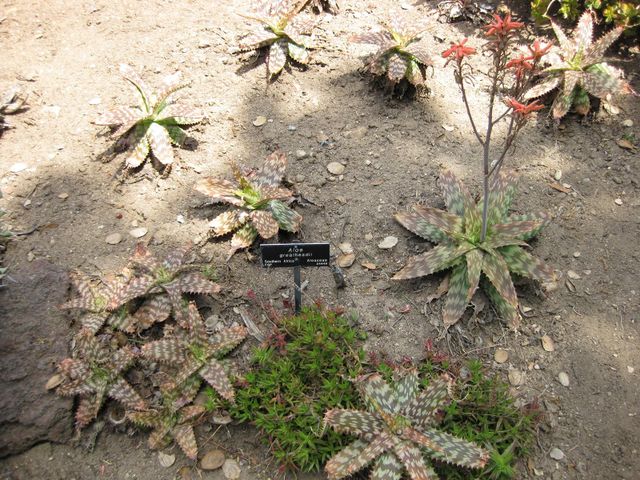 File:640px-IMG 4341 hunt0904.jpg