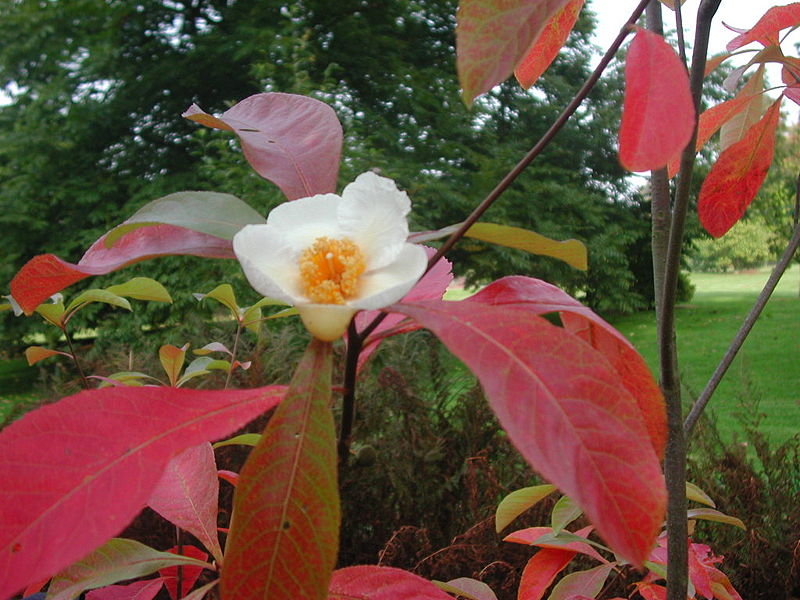 File:800px-Franklinia alatamaha.jpg