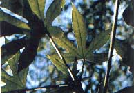 Dendropanax colombianus