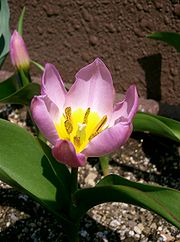 File:180px-Tulipa bakeri 'Lilac Wonder'1.jpg