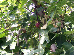 File:240px-Fig tree.jpg