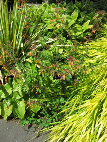 File:360px-IMG 0124 nybg09.jpg