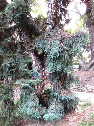 File:360px-IMG 2610 ucla09.jpg