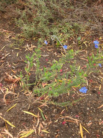 File:360px-IMG 7113 hunt09jun.jpg