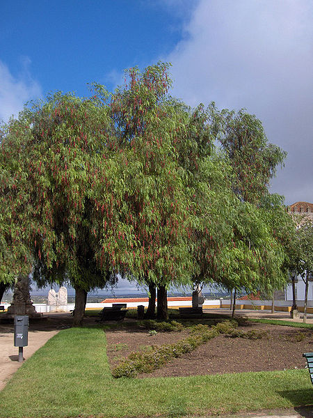 File:450px-Schinus molle01.jpg