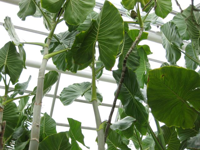 File:640px-IMG 1008 bbg09.jpg