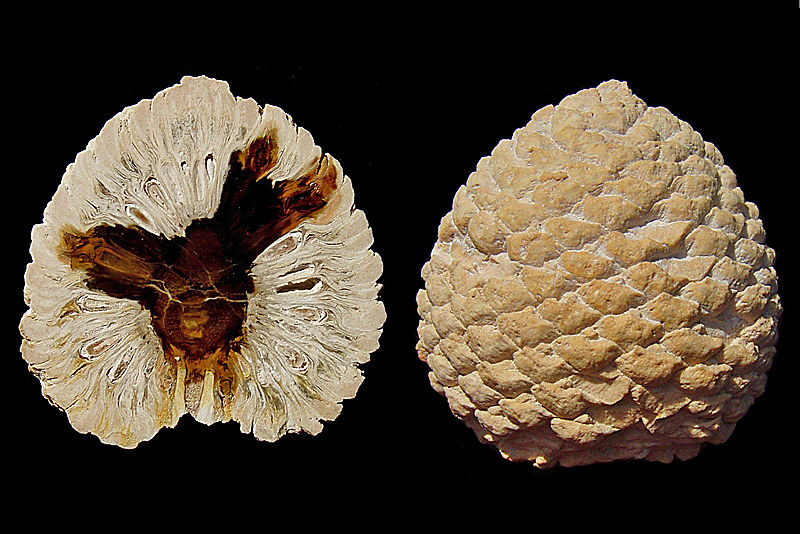 File:Petrified Araucaria cone from patagonia-Edit1.jpg.jpg