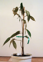 File:140px-Durian plant.jpg